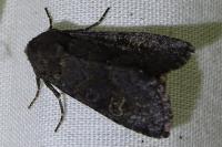 Aporophyla lueneburgensis