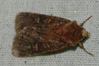 Xestia xanthographa