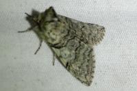 Achlya flavicornis