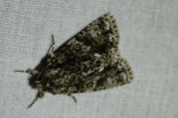 Acronicta rumicis