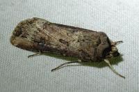Agrotis ipsilon