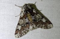 Biston strataria