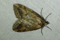 Chesias rufata rufata