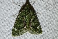 Chloroclysta siterata