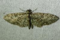 Eupithecia abbreviata