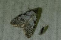 Nola confusalis