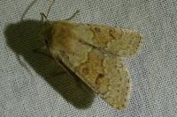 Orthosia miniosa