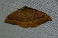 Plagodis pulveraria