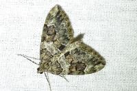 Thera britannica/variata