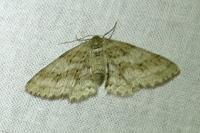 Ectropis crepuscularia