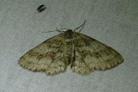 Ectropis crepuscularia
