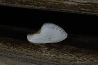 Cilix hispanica