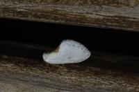 Cilix hispanica