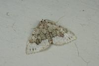 Colostygia aptata