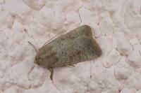 Hoplodrina ambigua