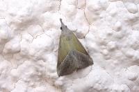 Hypena lividalis