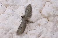 Eupithecia selinata