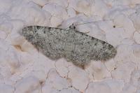 Eupithecia semigraphata