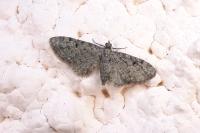 Eupithecia virgaureata