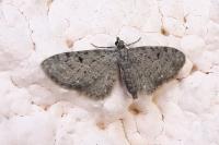 Eupithecia virgaureata