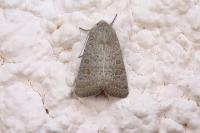 Hoplodrina ambigua