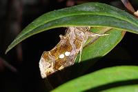 Chrysodeixis chalcites