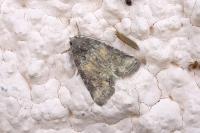Bryophila ravula
