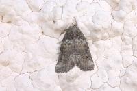 Bryophila ravula