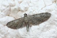 Eupithecia innotata