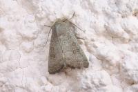 Hoplodrina ambigua