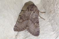 Aporophyla lueneburgensis