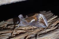 Macdunnoughia confusa
