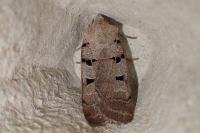 Eugnorisma glareosa