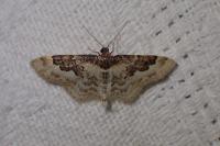 Idaea rusticata