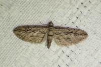 Eupithecia phoeniceata