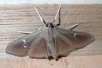 Cydalima perspectalis
