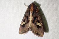 Trigonophora flammea