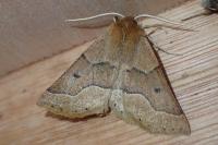 Crocallis tusciaria