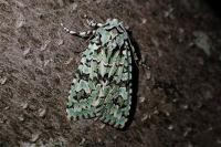 Griposia aprilina