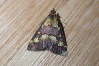 Pyrausta purpuralis
