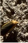 Katha depressa