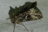 Autographa gamma