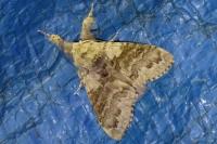 Calliteara pudibunda