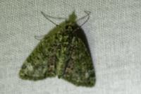 Chloroclysta siterata