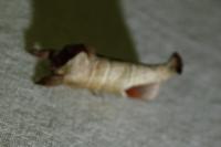 Clostera curtula