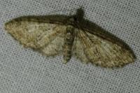 Eupithecia abbreviata