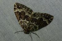 Lampropteryx suffumata