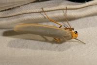 Eilema caniola