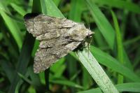 Acronicta cuspis
