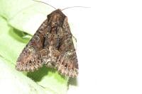 Mniotype adusta